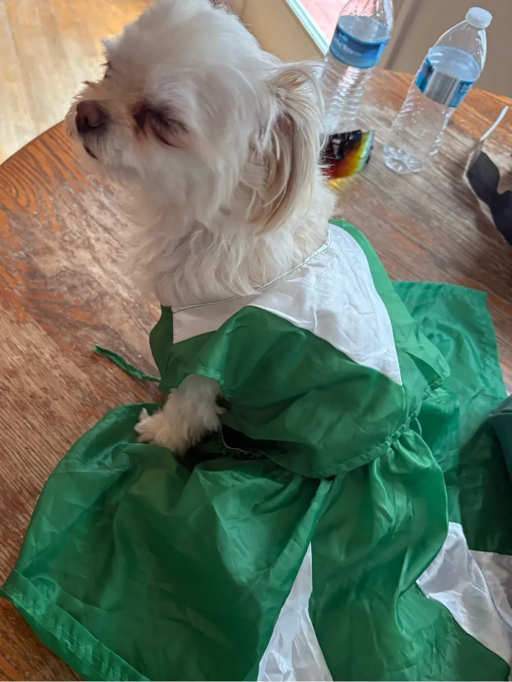 SMALL - Halloween cheer Green & White Dog Dress Pet Costume - up to 15 pound dog